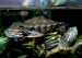 vodné korytnačky